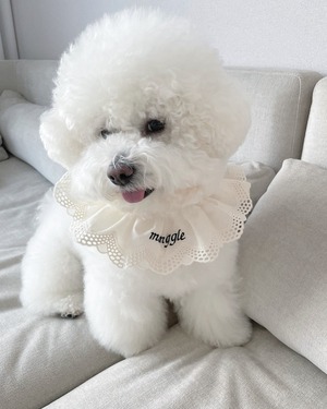 予約【curum】アイレットパンチングケープ  予約販売