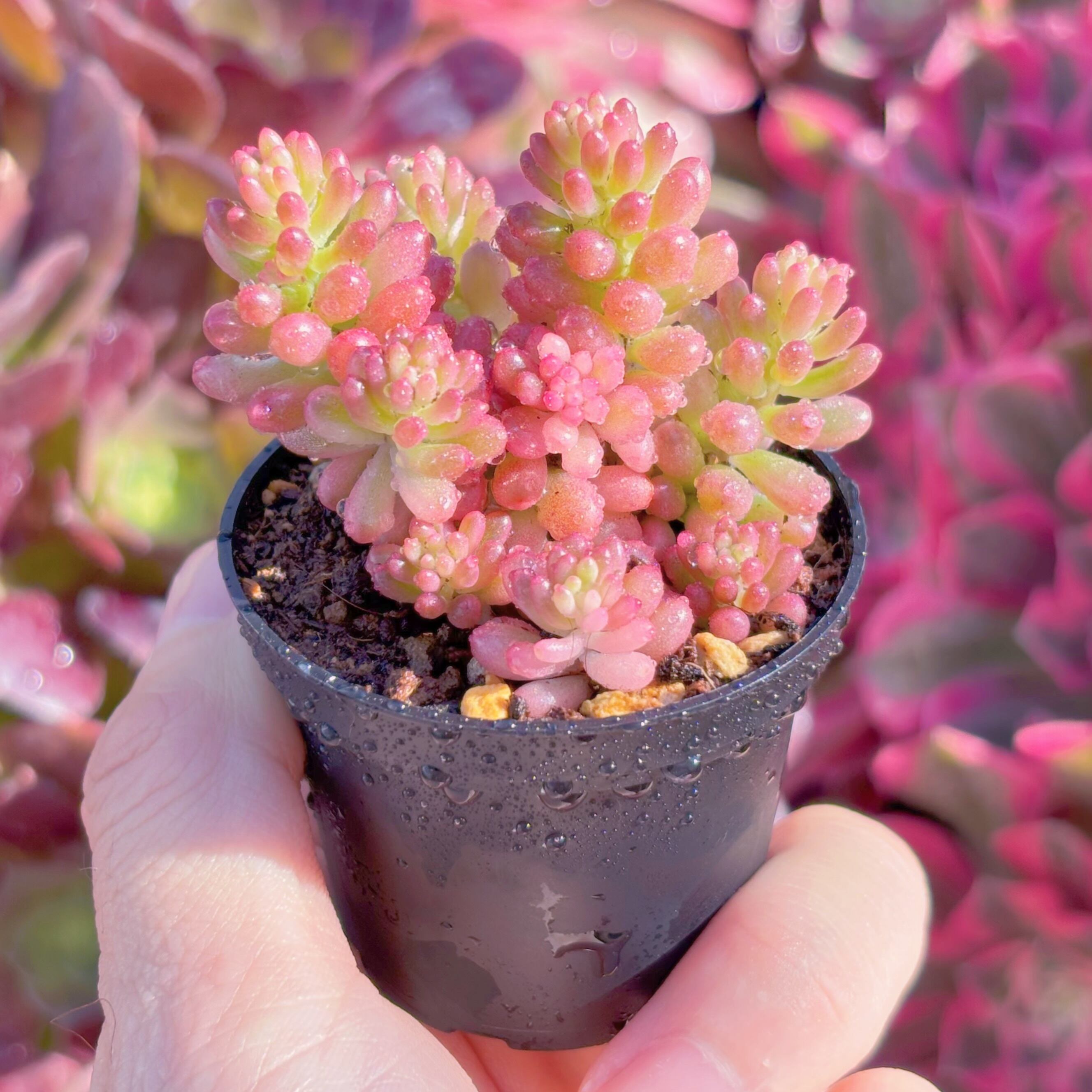 多肉植物 レッドベリー錦 新入荷 るる農園 | るる農園~多肉植物専門