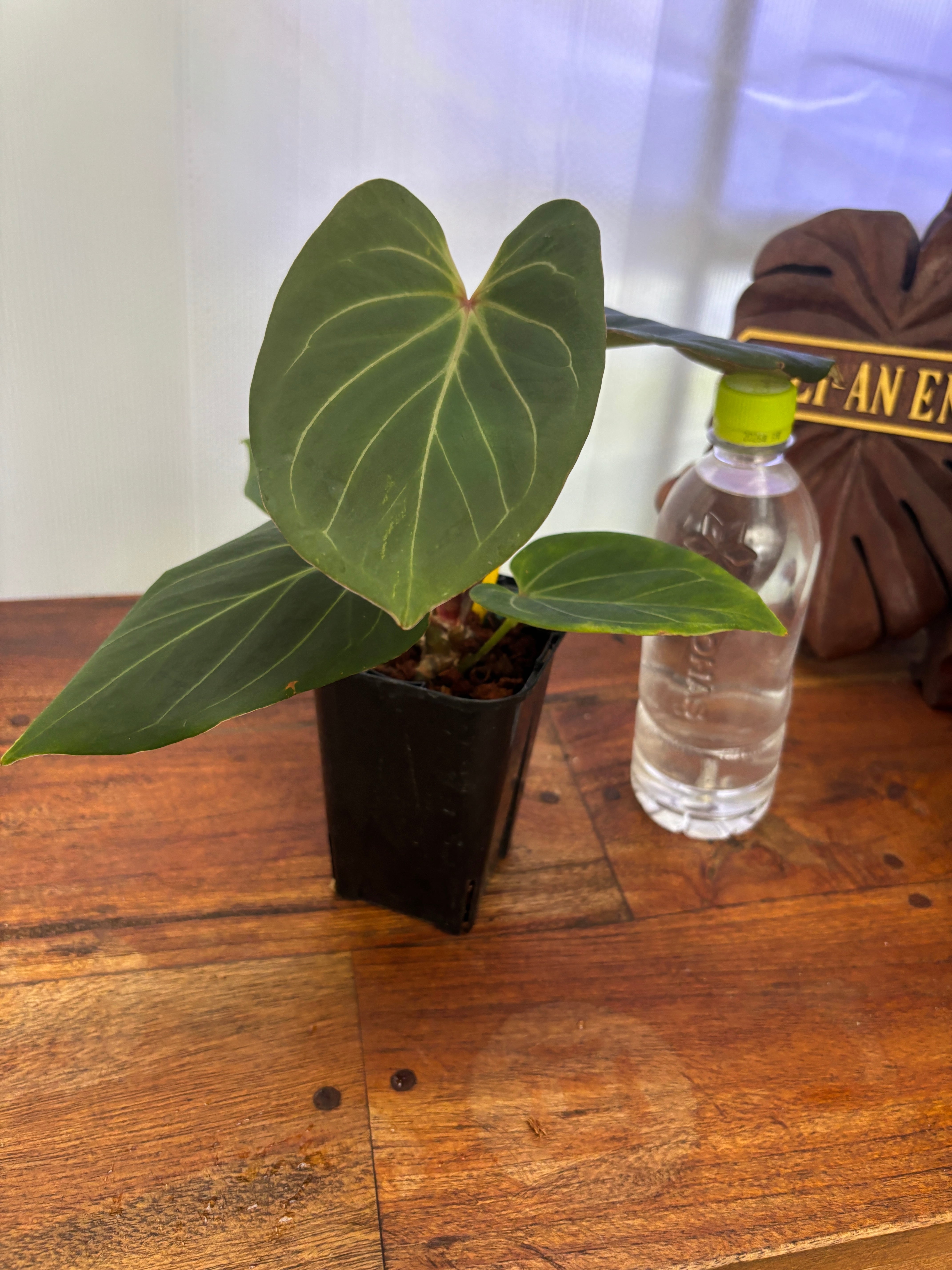 Anthurium | BALI-AN 園芸