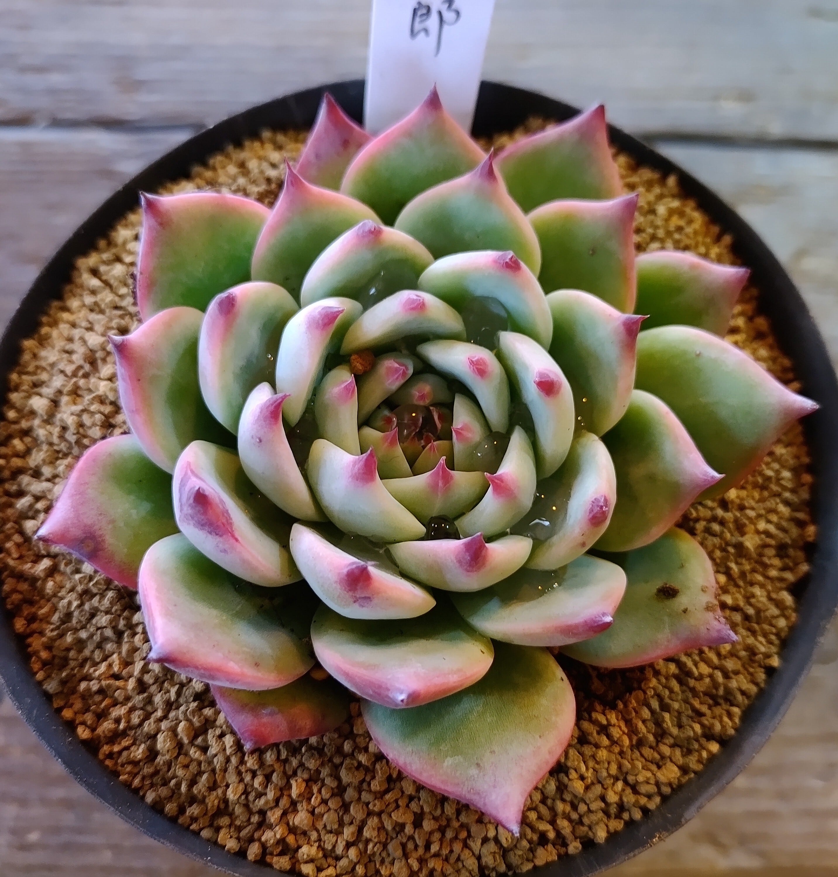 メルカリ便発送】 ホーリンゼ ② 多肉植物 エケベリア