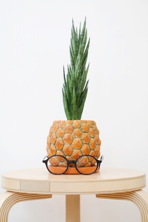 【S】サンスベリア フランシシー/Sanseveria Francisii