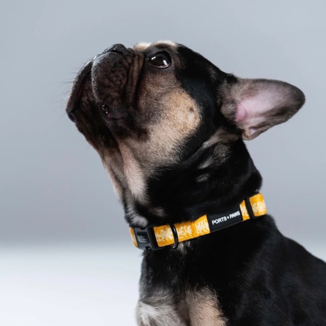 COLLAR 首輪 / PORTS + PAWS ハワイ 犬 プアケニケニ