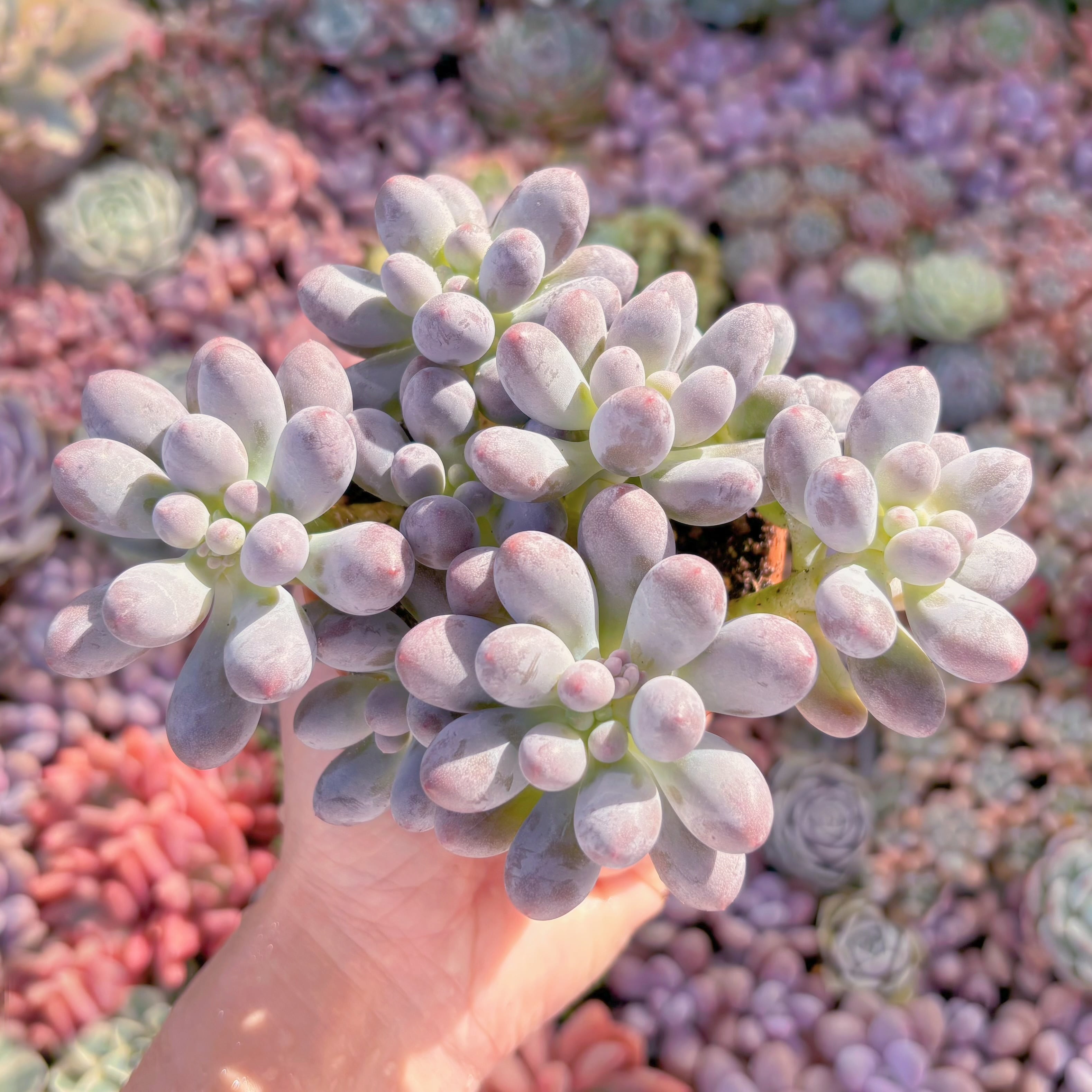 多肉植物　ミルクマメ　群生　新入荷　るる農園