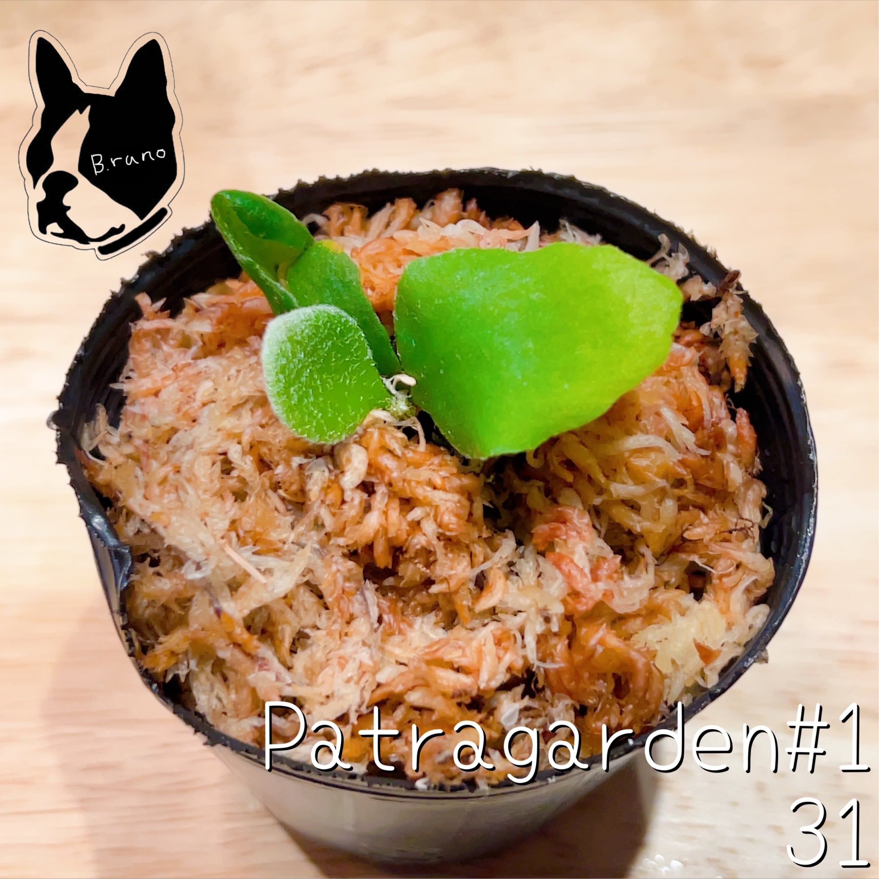 31 Patragarden パトラガーデン ビカクシダ コウモリラン 胞子