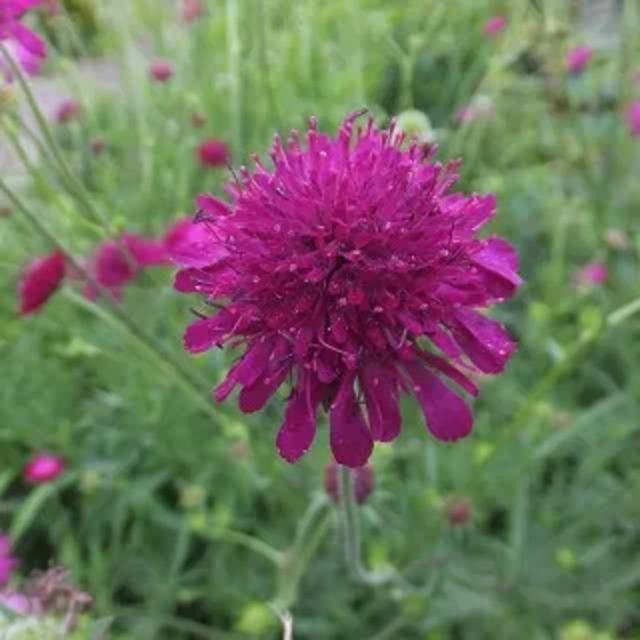 ノウティア マセドニカ