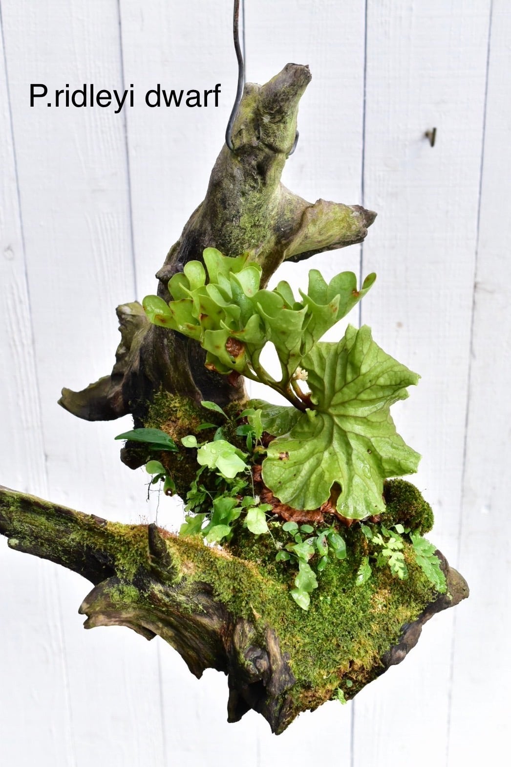 c) P. hillii 'Rod Pattison' (RP) spore grown ⑤ ビカクシダ ヒリー