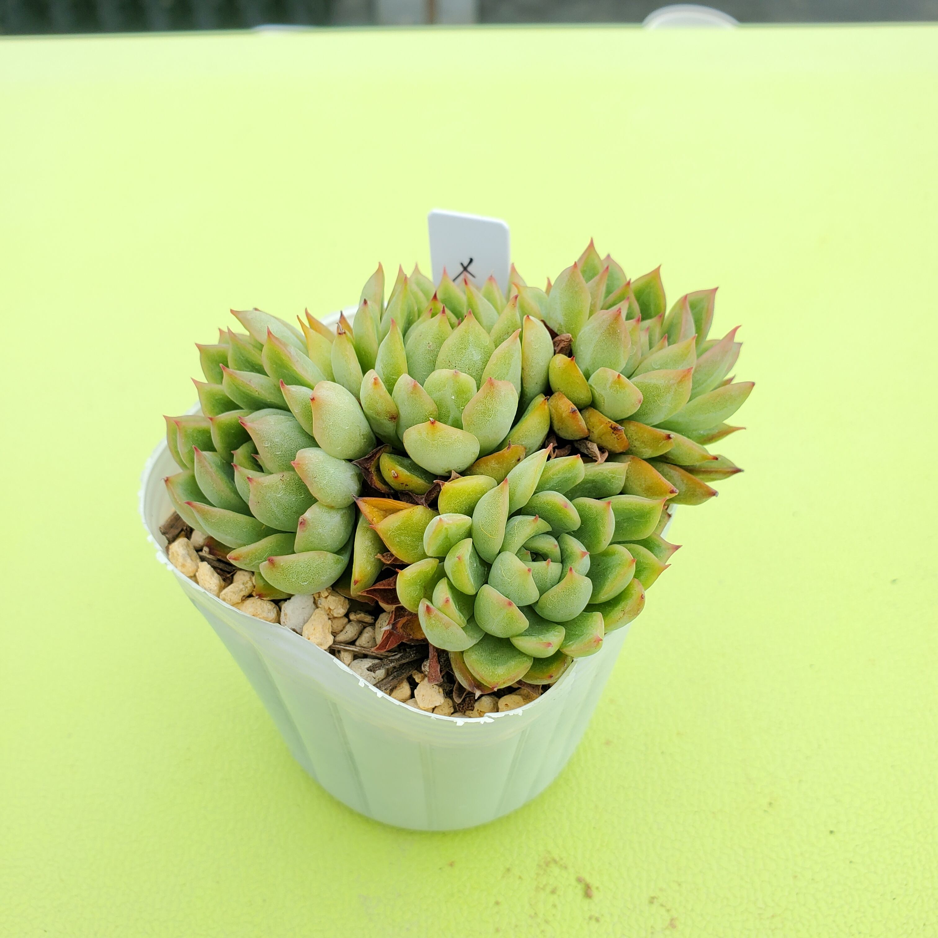ドクターストレンジ 多肉植物 | PAY ID