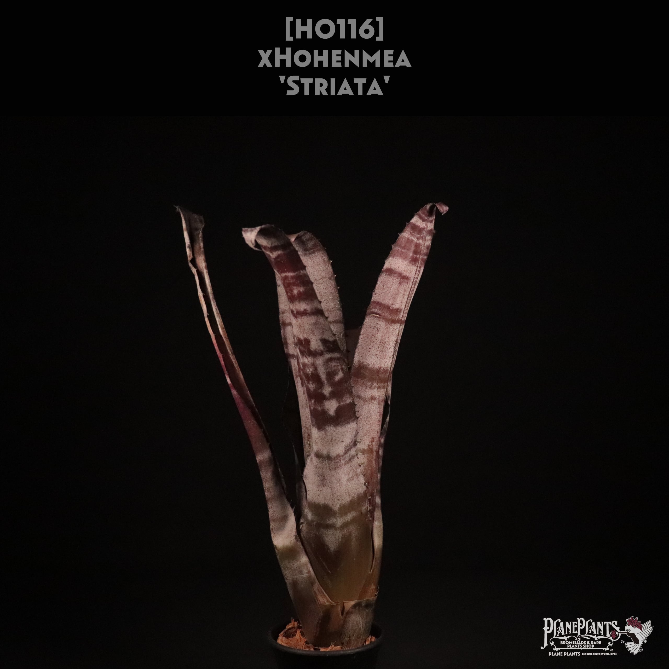 xHohenmea | plane plants