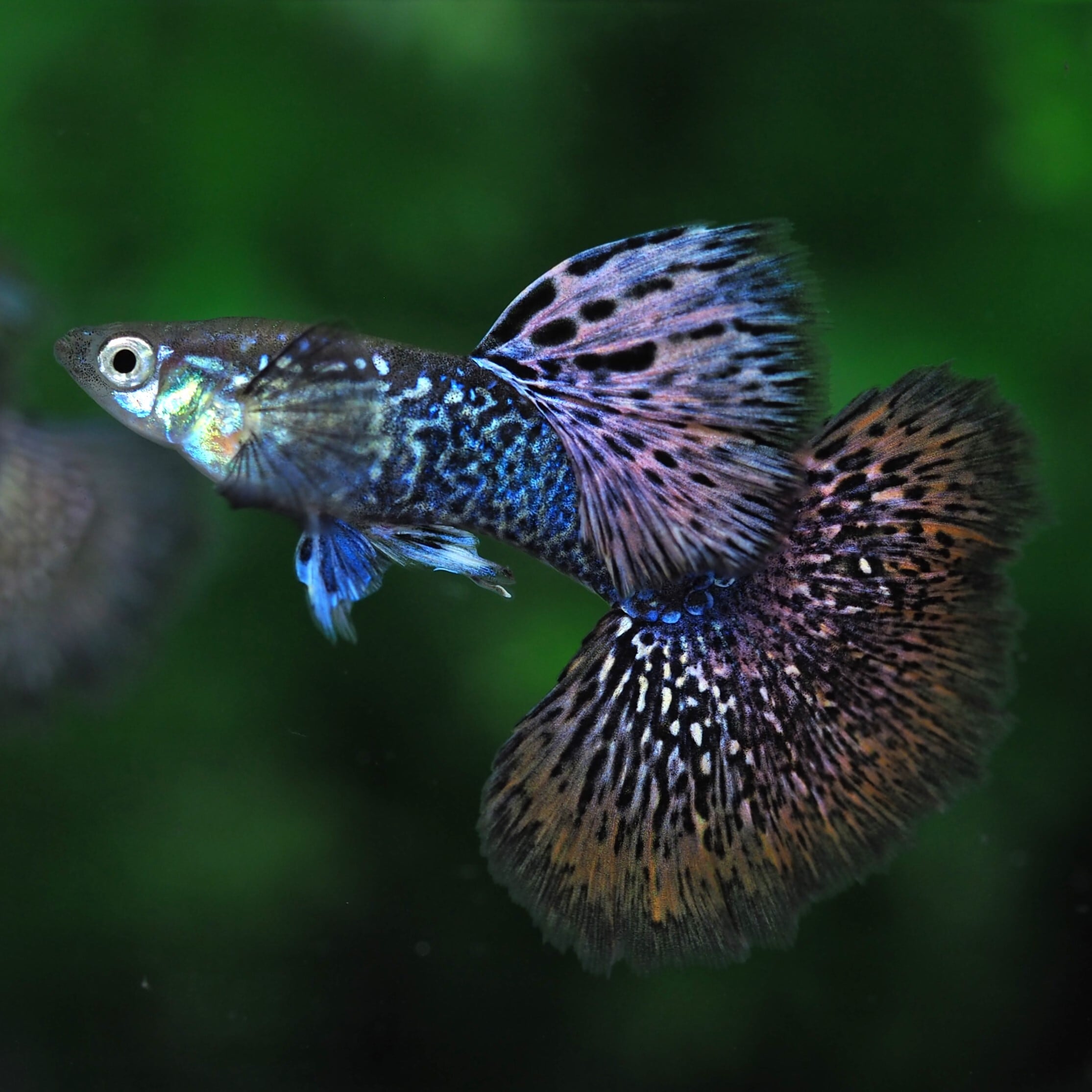 レッド ドラゴン リッボン グッピー