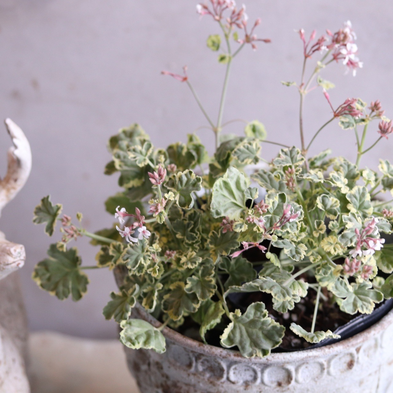 myaさま専用:植え込みお花苗　　