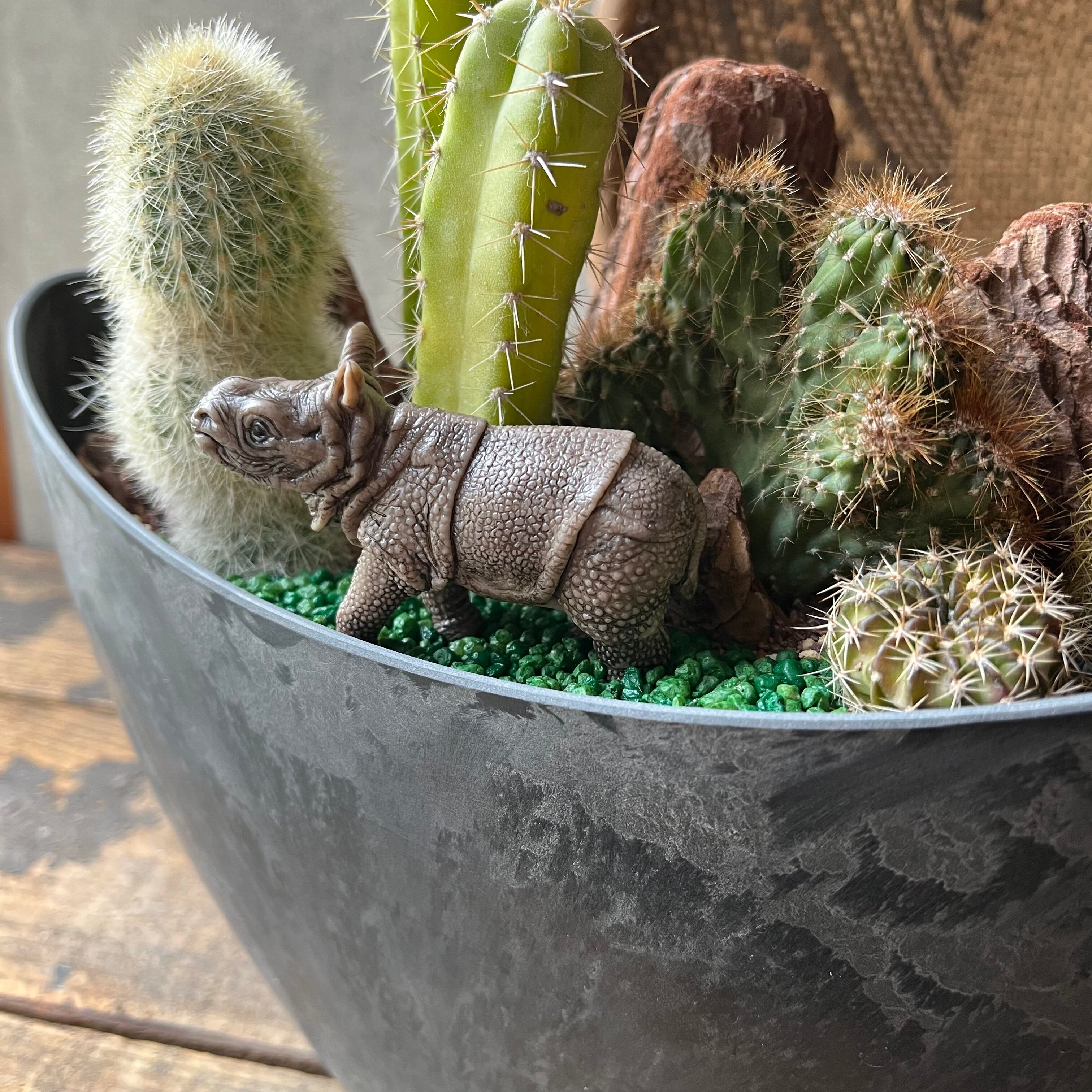 サボテン 約5cm〜10cm サボテン 約5cm〜10cm