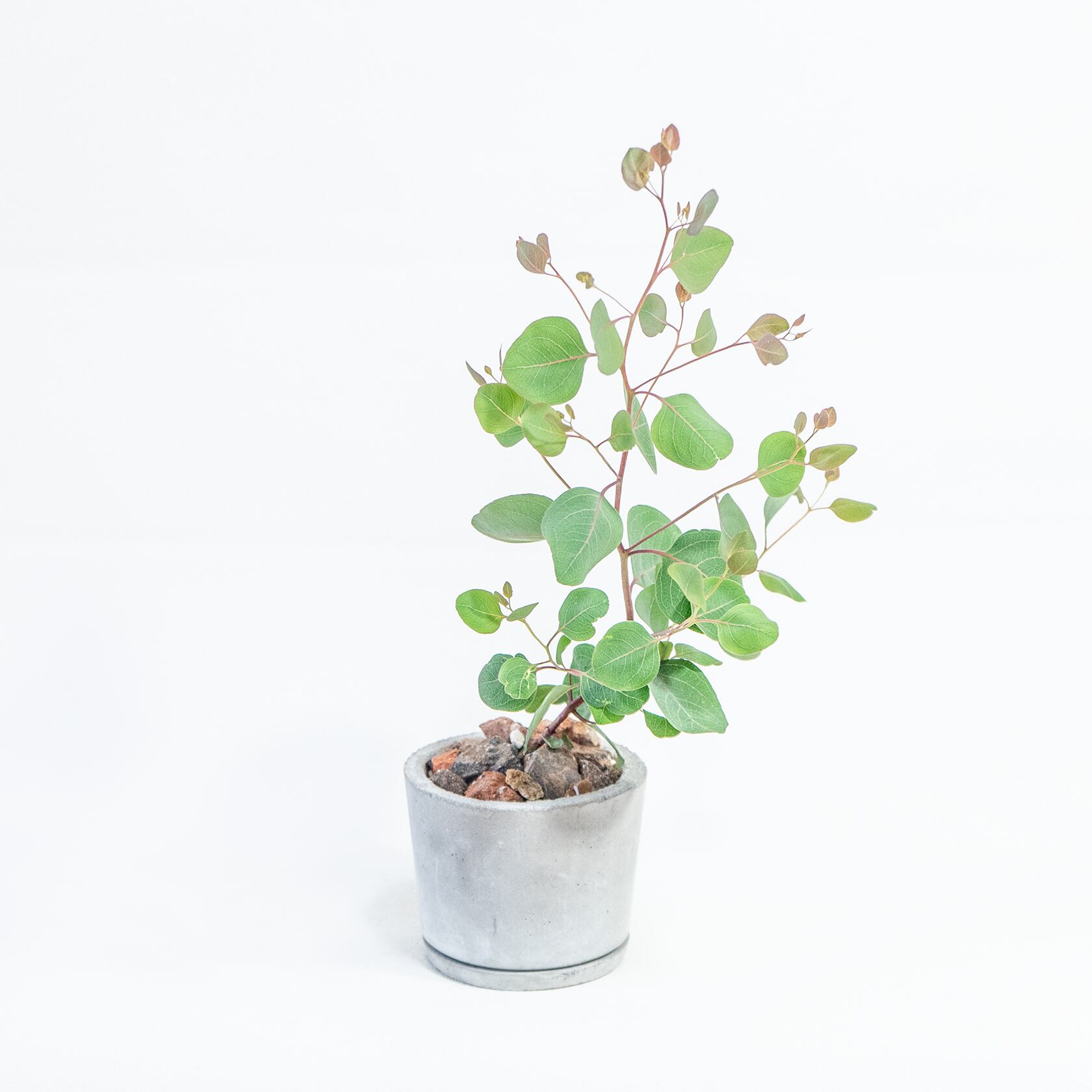≪ 観葉植物 ≫お庭やベランダで育てるユーカリ・ポリアンセモスの鉢植え｜ざらっとした風合いの手づくりモルタル鉢