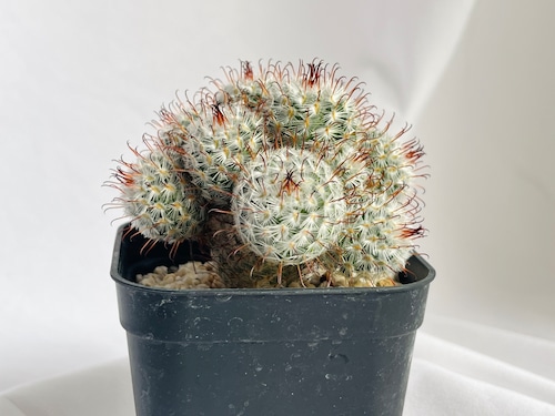 Mammillaria perezdelarosae　マミラリア　ペレスデラロサエ　サボテン