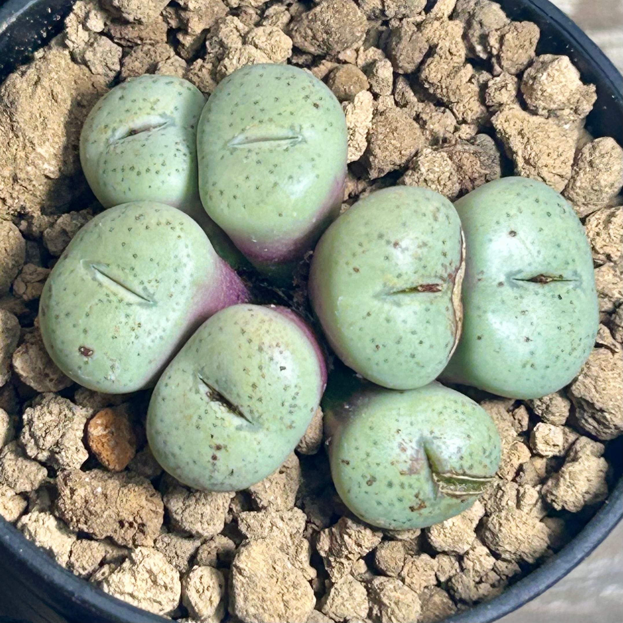 コノフィツム | RuPo 多肉植物専門店