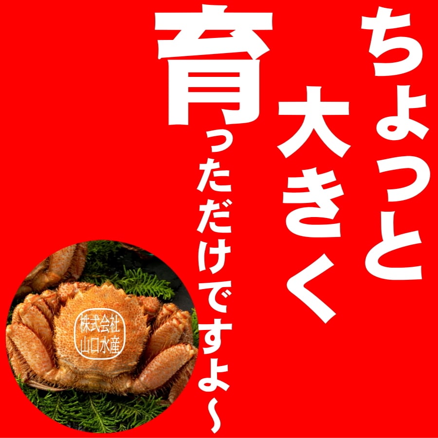 山口水産　匠の極上仕上げ　１尾６００グラム前後　【ボイル・冷凍・個数色々選択できます】