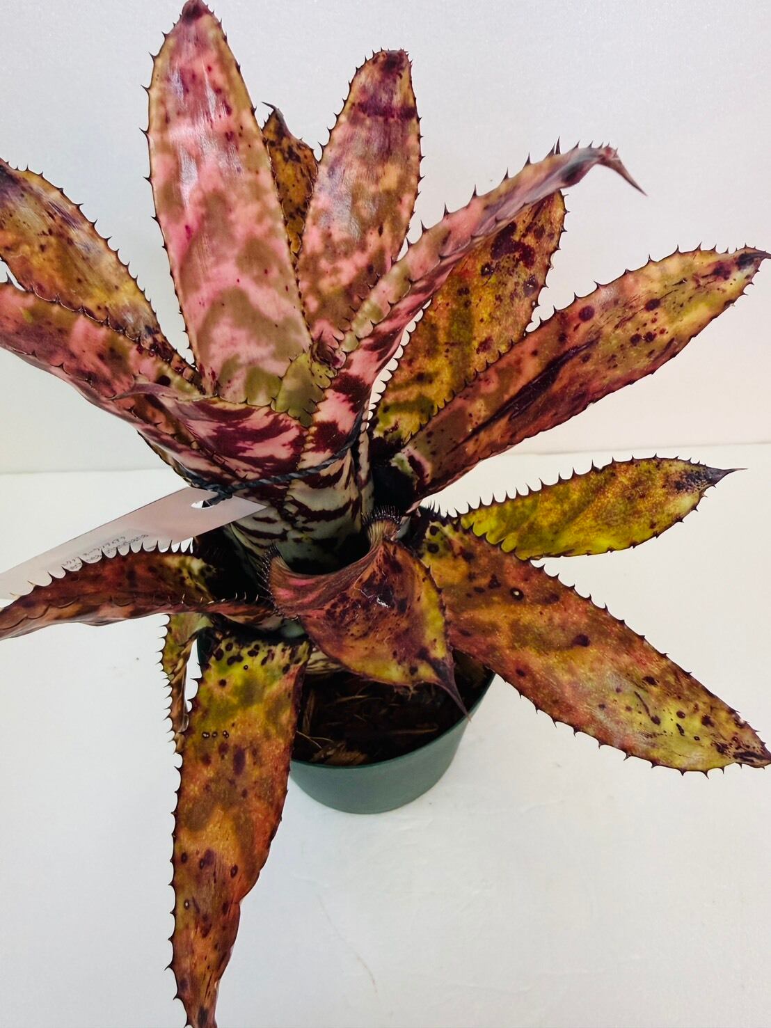 エクメア・オーランディアナ 4号 | 観葉植物と雑貨のお店 VIVAGREEN