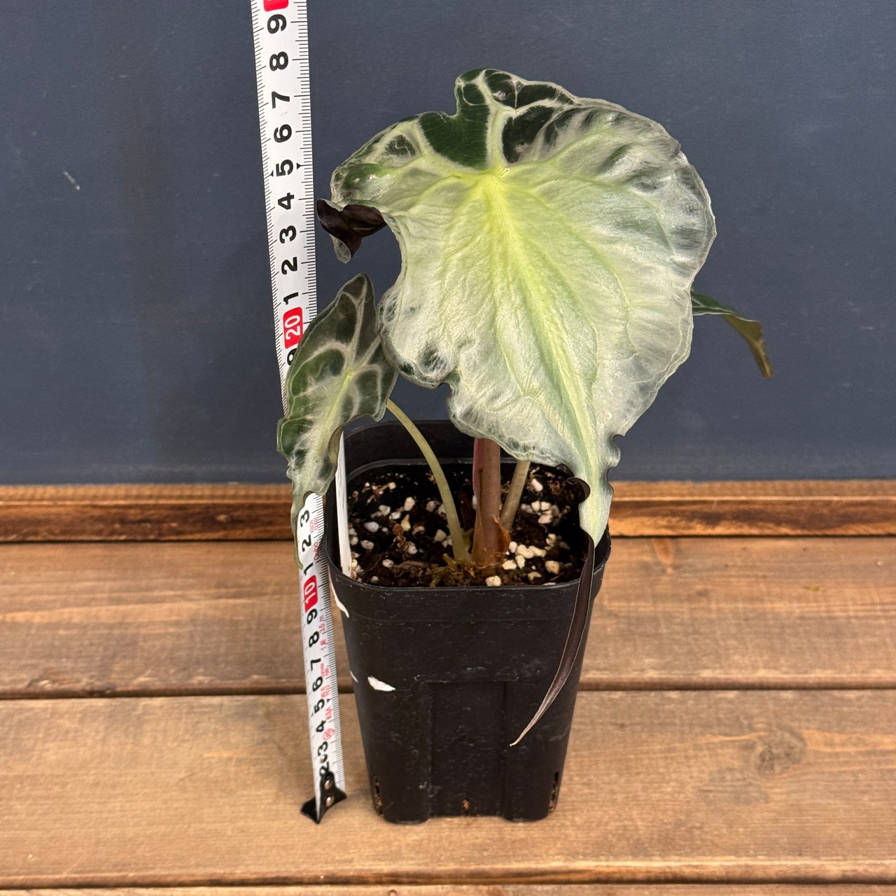 アロカシア　ヴェノム【247】