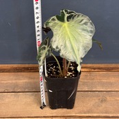 アロカシア　ヴェノム【247】