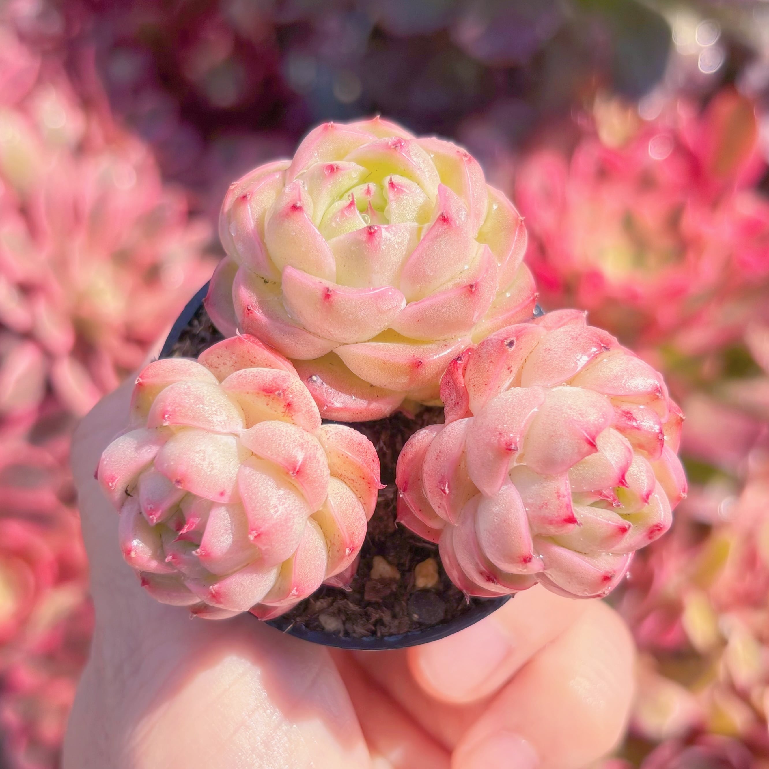 多肉植物　スワンジニー　群生　新入荷　るる農園