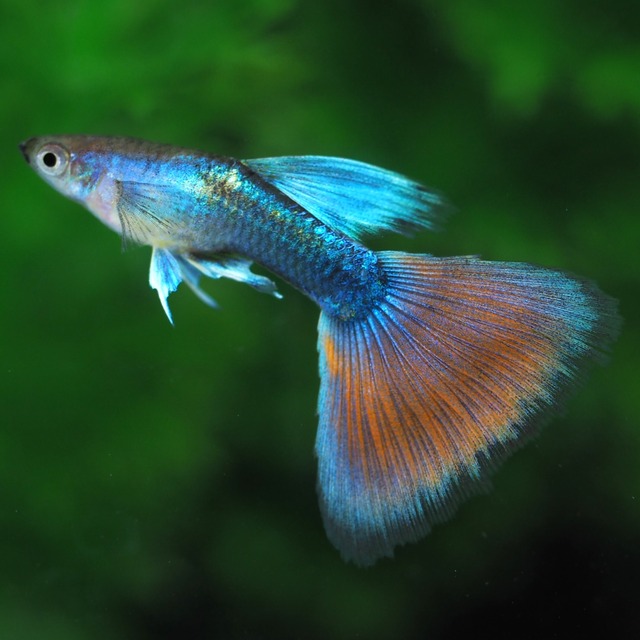 ラズリーレッドテールタキシード(RREA系)　若魚1ペア＋おまけ1ペア