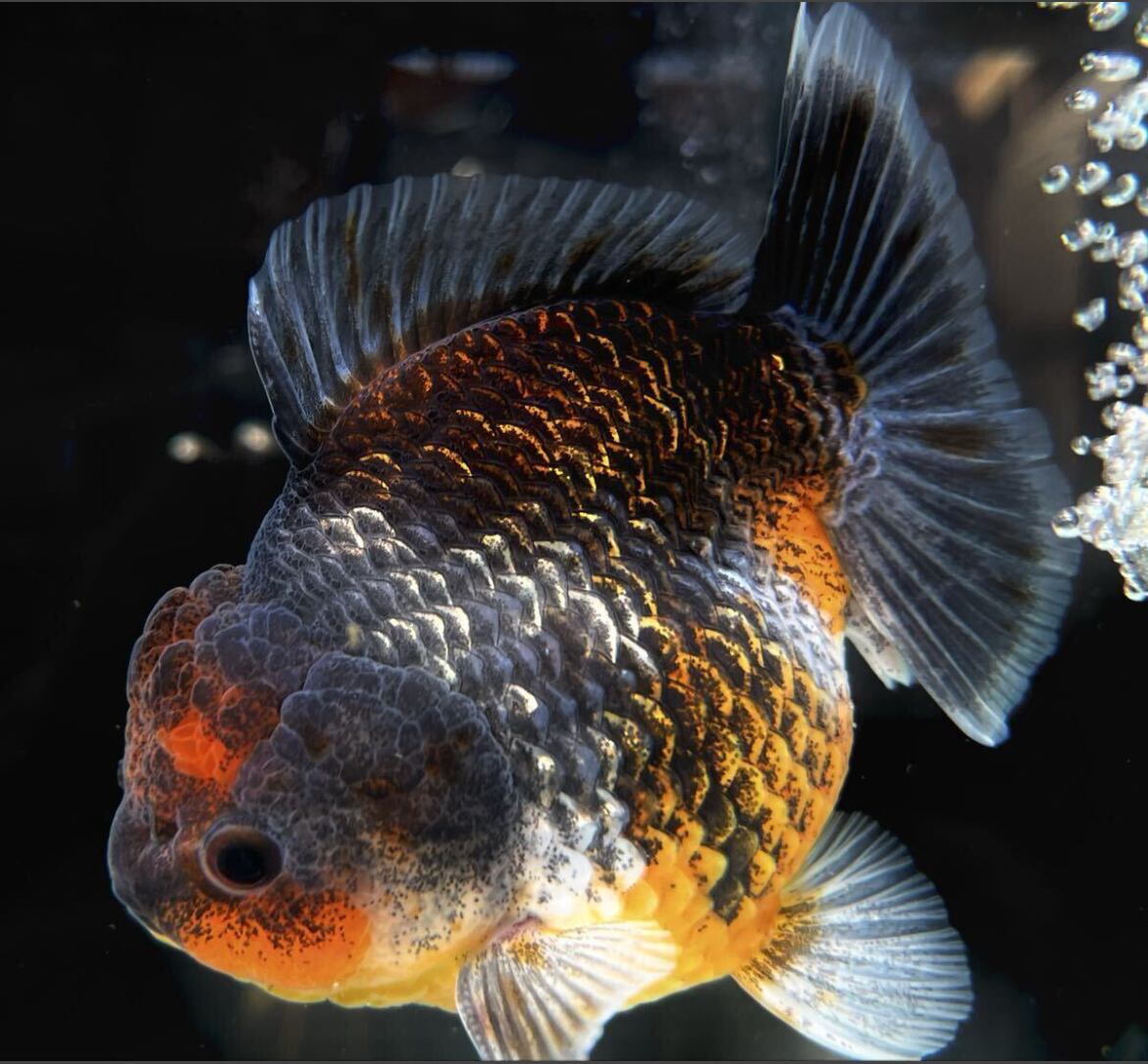 プレミアム 中国便 銀鱗 ブラック 五色 オランダ 2歳 美魚 No1