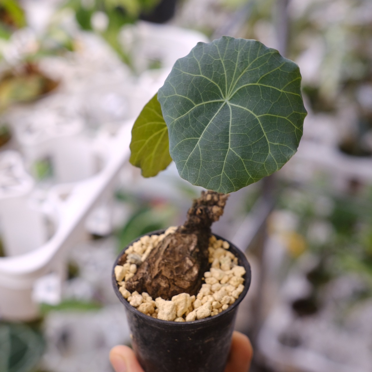 Stephania kaweesakii / ステファニア カウィーサキー㉒/ 観葉植物