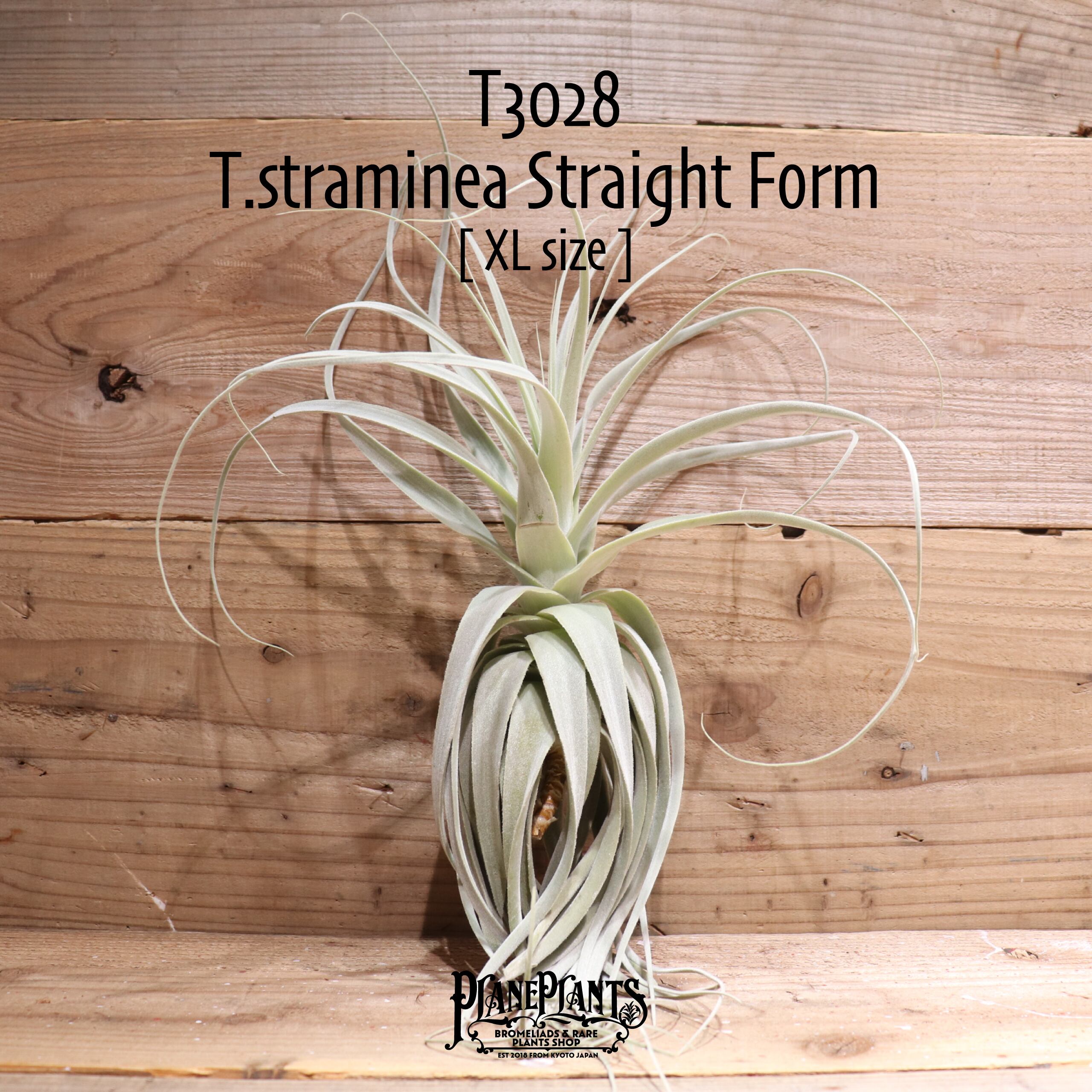【送料無料】straminea Straight Form〔エアプランツ〕現品発送T3028