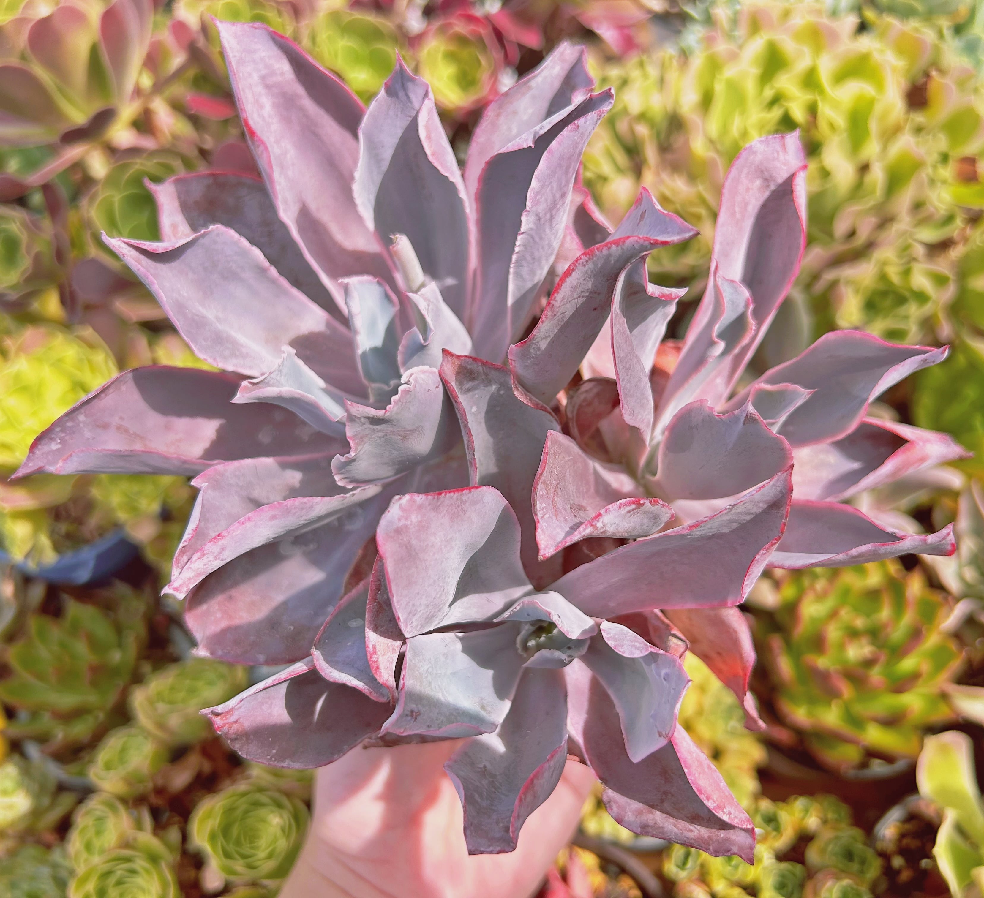 #056現物　多肉植物　アフターグロー　特大　抜き苗