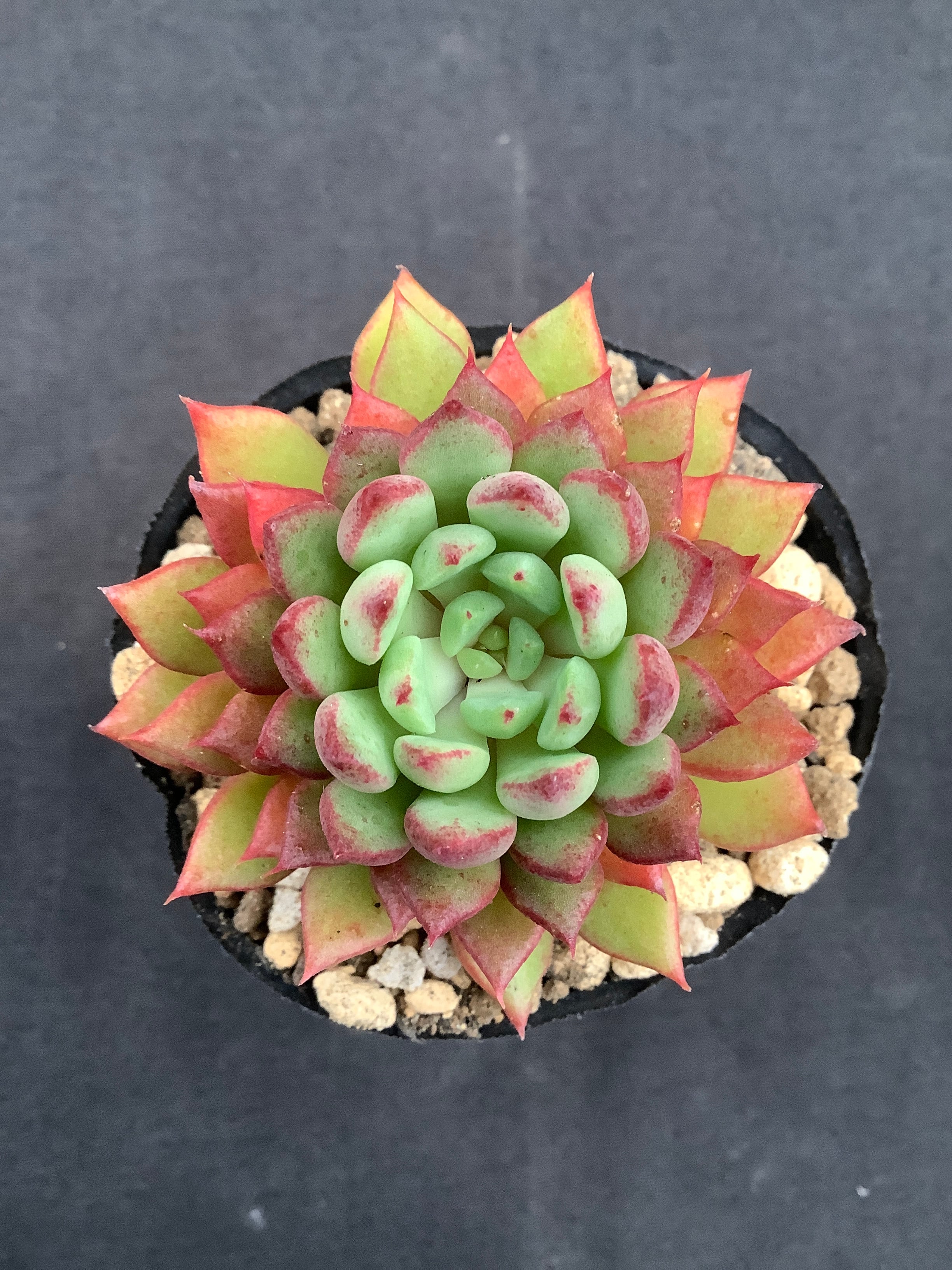 セトーサ×Echeveria 