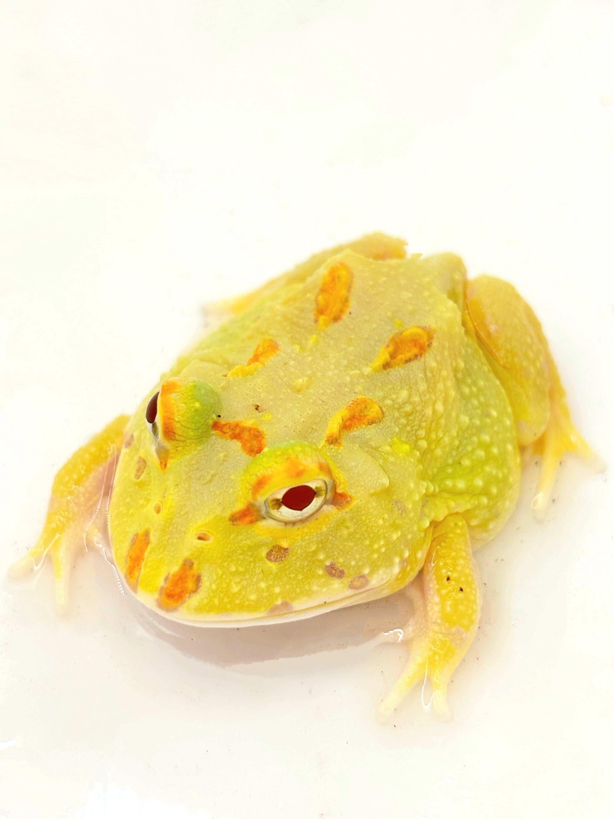 クランウェルツノガエル ピカチュウ① 1匹 | まるころ商店〜まるくて
