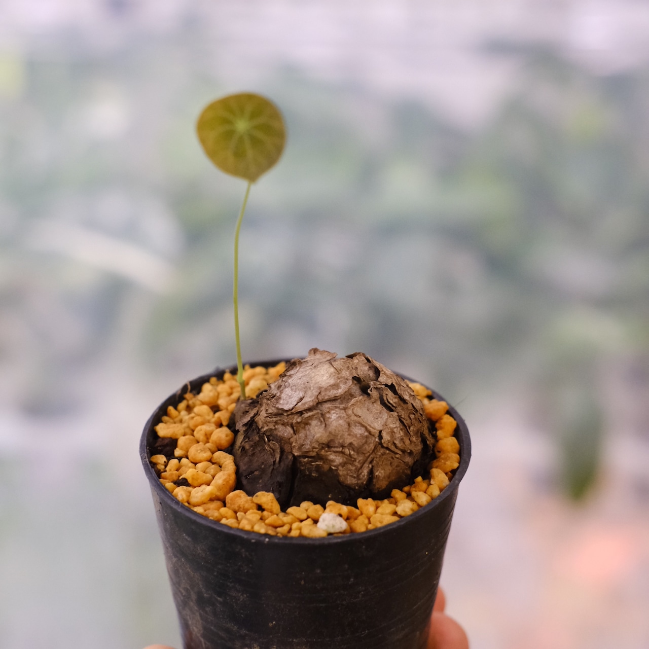 Stephania kaweesakii / ステファニア カウィーサキー⑩ / 観葉植物