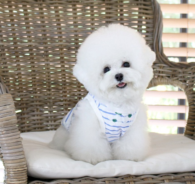 フラワーストライプタンクトップ S ~ XL 2color / 犬服 新作 夏 可愛い 犬の服 ドッグウェア ペット 涼しい 小型犬 中型犬 ワンコ服 top91