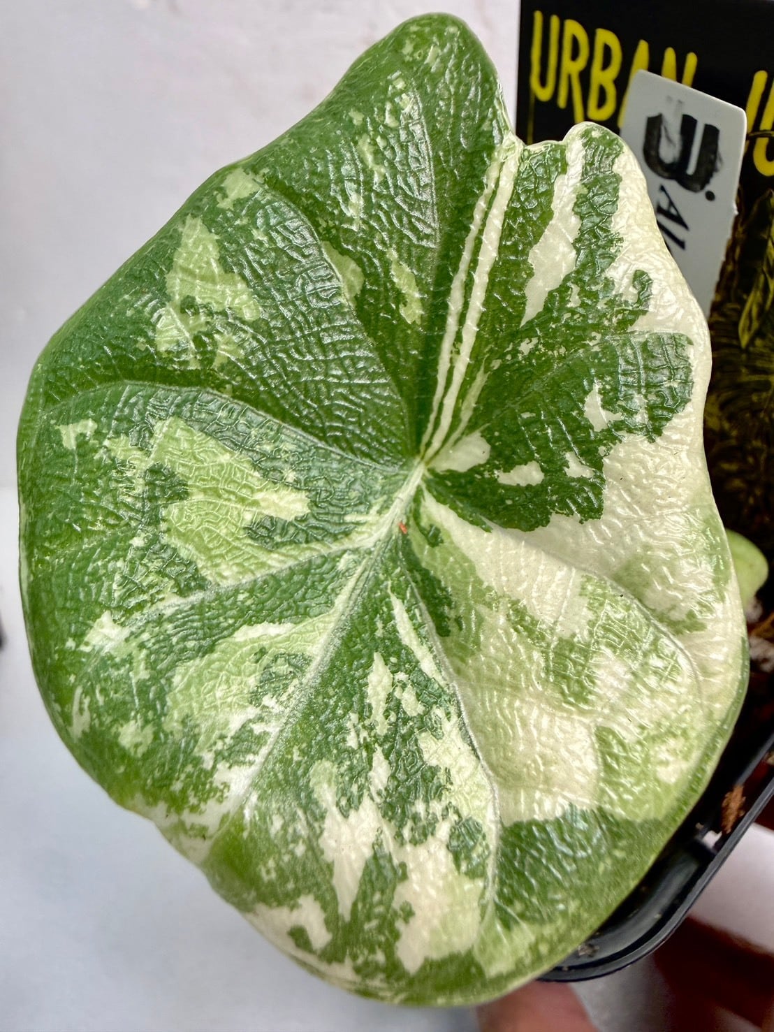 ヴェノム・アロカシア 3号 ① | 観葉植物と雑貨のお店 VIVAGREEN