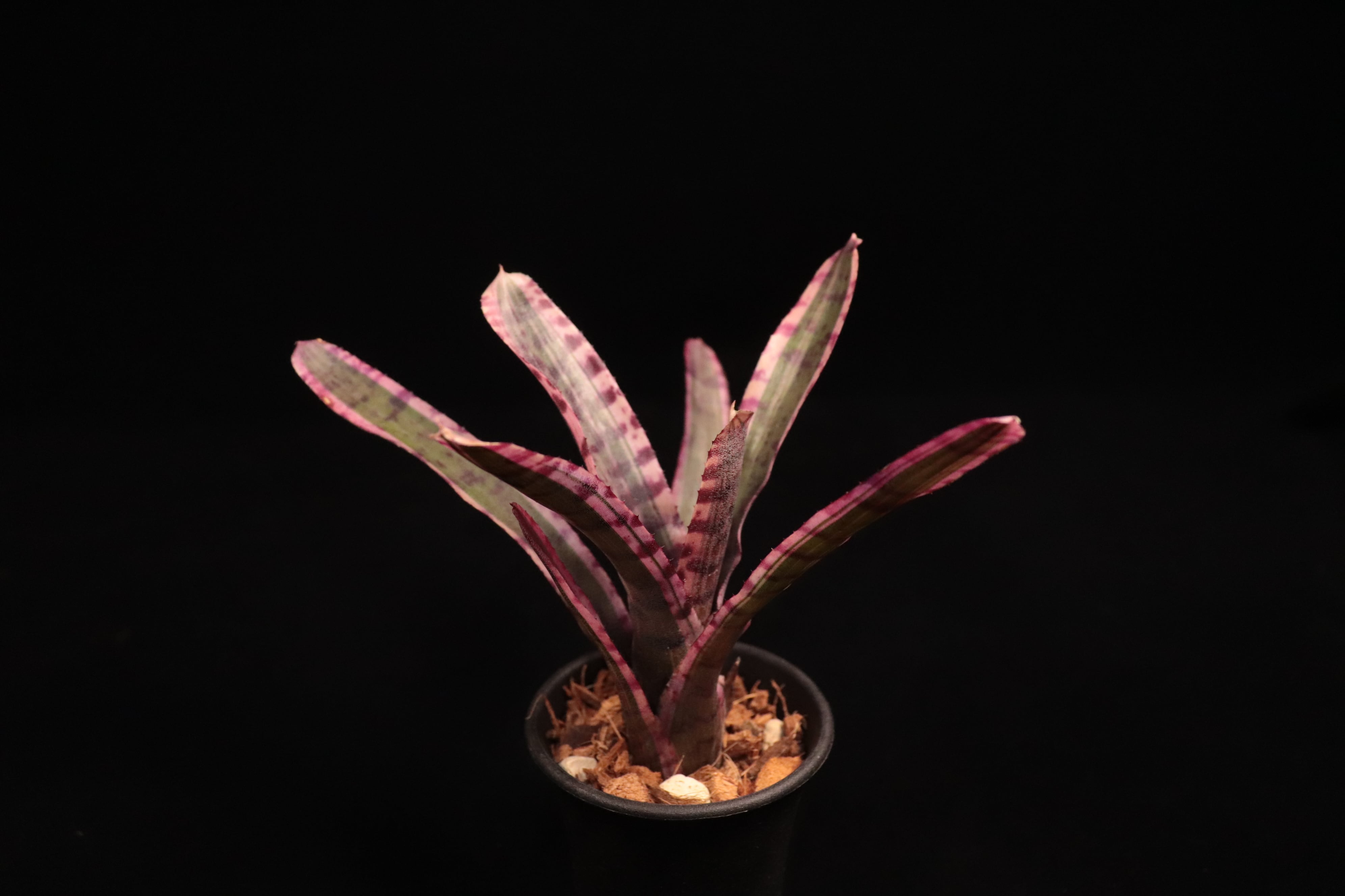 ERMOGENE MIRAGLIA（エルモジェネ　ミラジリア） Neoregelia 'Mirage'〔ネオレゲリア〕N679 | plane plants
