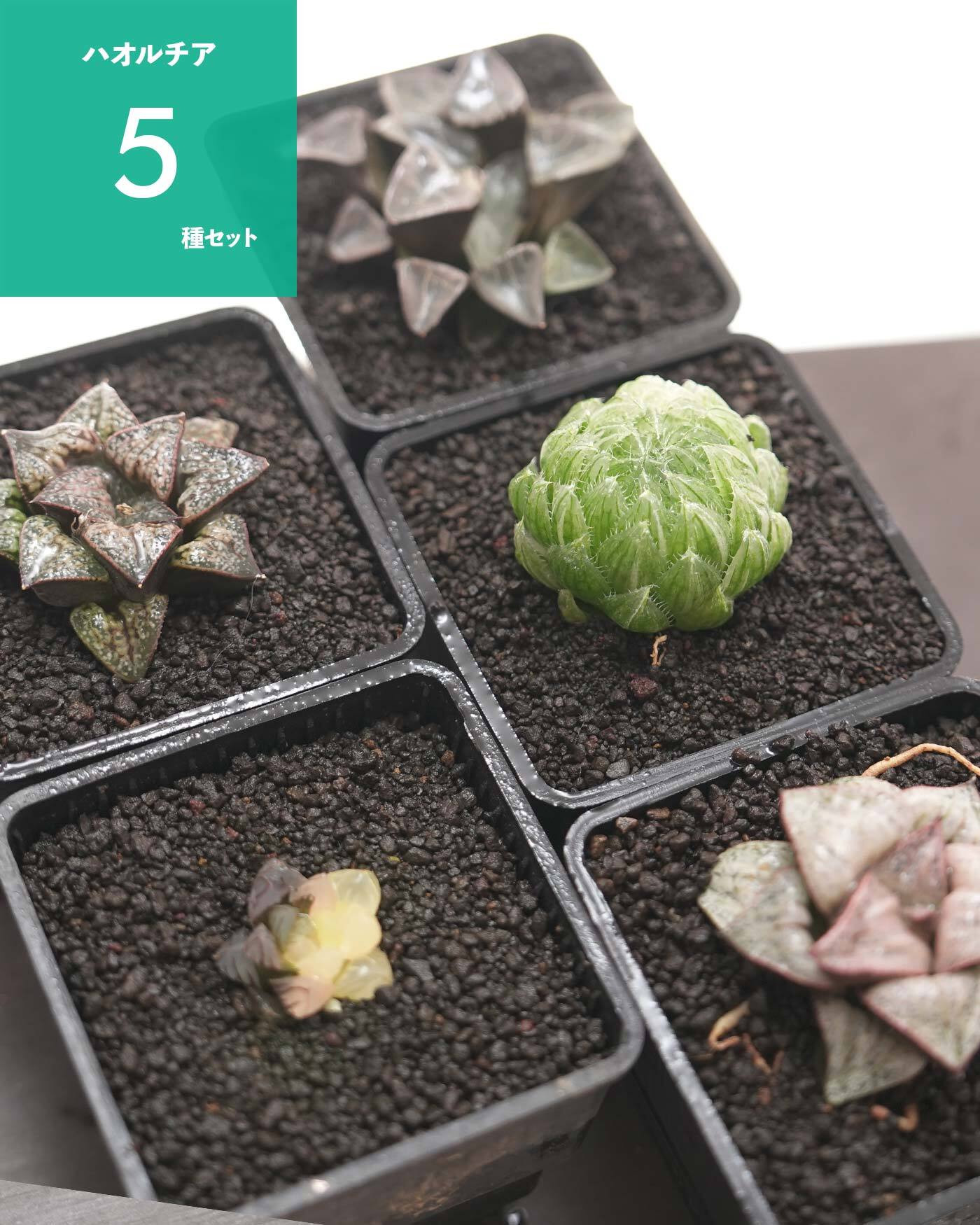 抜き苗✨レア♥️蜜桃プリン✕Prodidity✨ 抜き苗✨レア♥️蜜桃プリン✕Prodidity✨ レア種・新品種 | PUKUBOOK