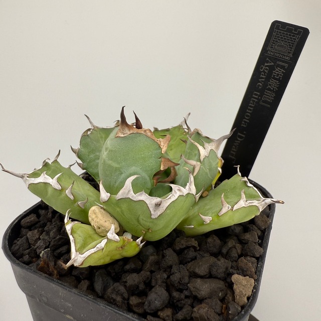 No.08 姫厳竜 Agave titanota