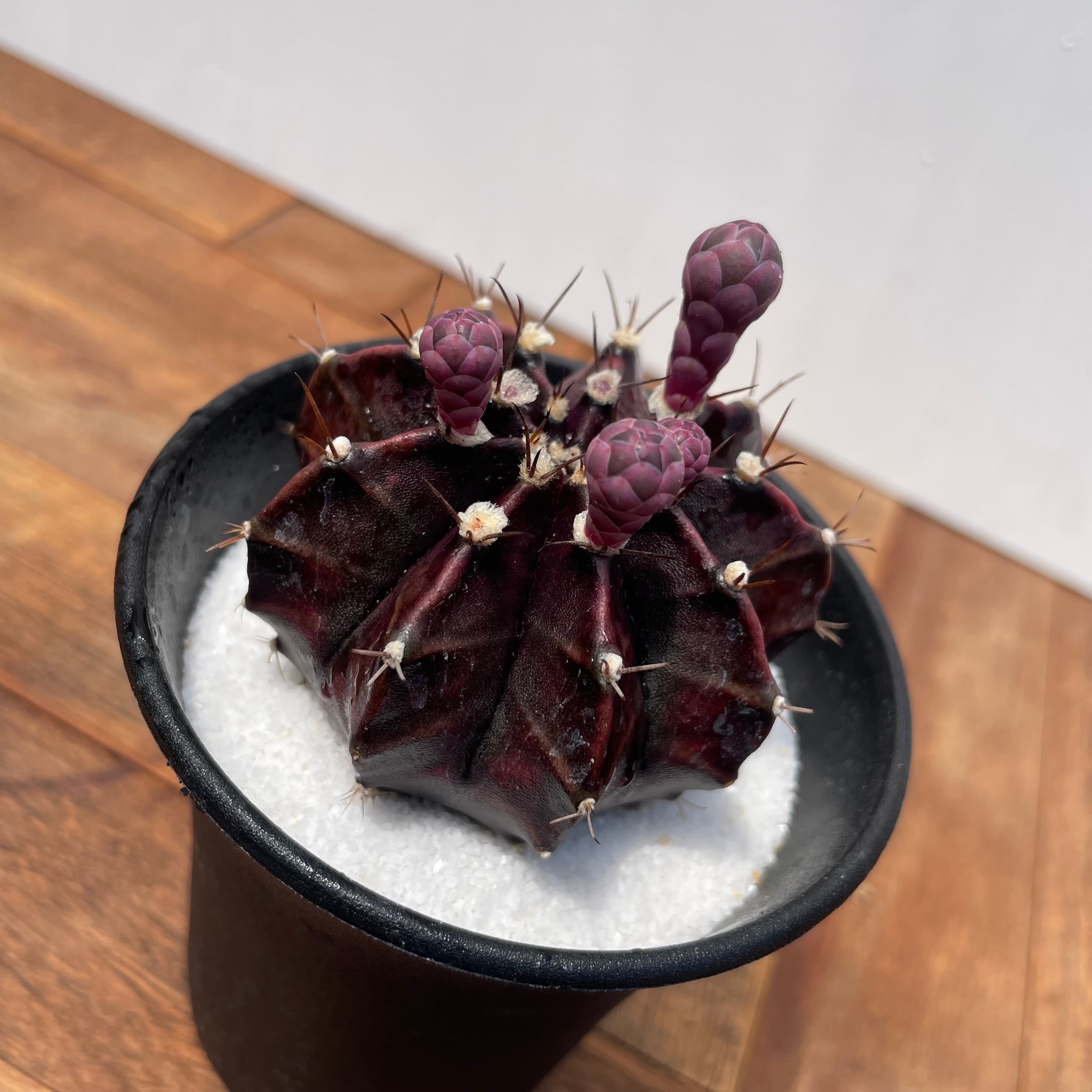 Gymnocalycium friedrichii LB hyb【ギムノカリキウム・LB特黒肌