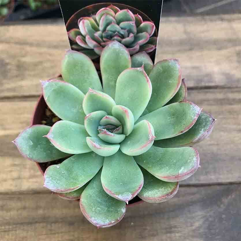 花うらら Echeveria Pulidonis 多肉植物研究所