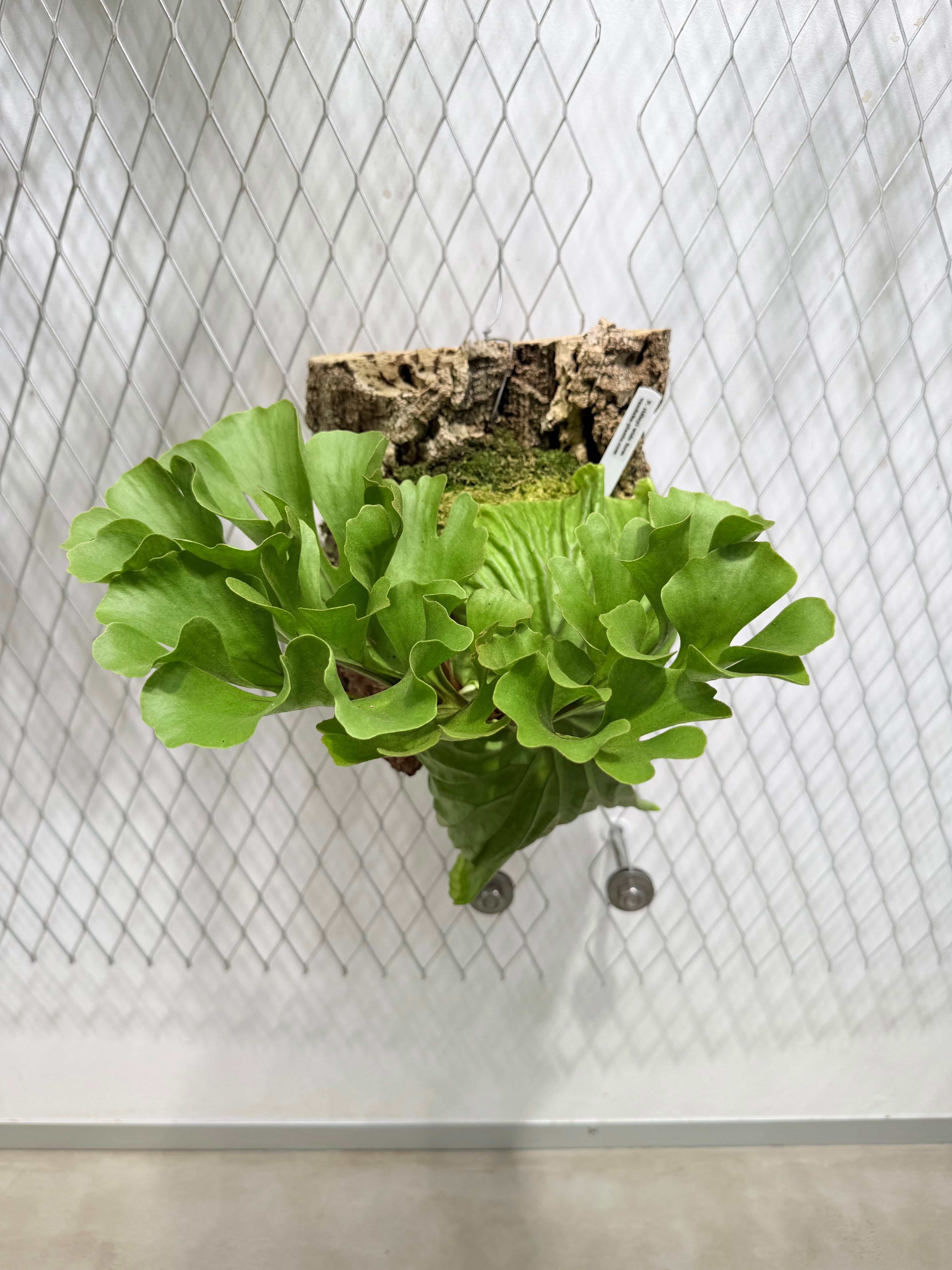 Platycerium_ビカクシダ | vandaka plants