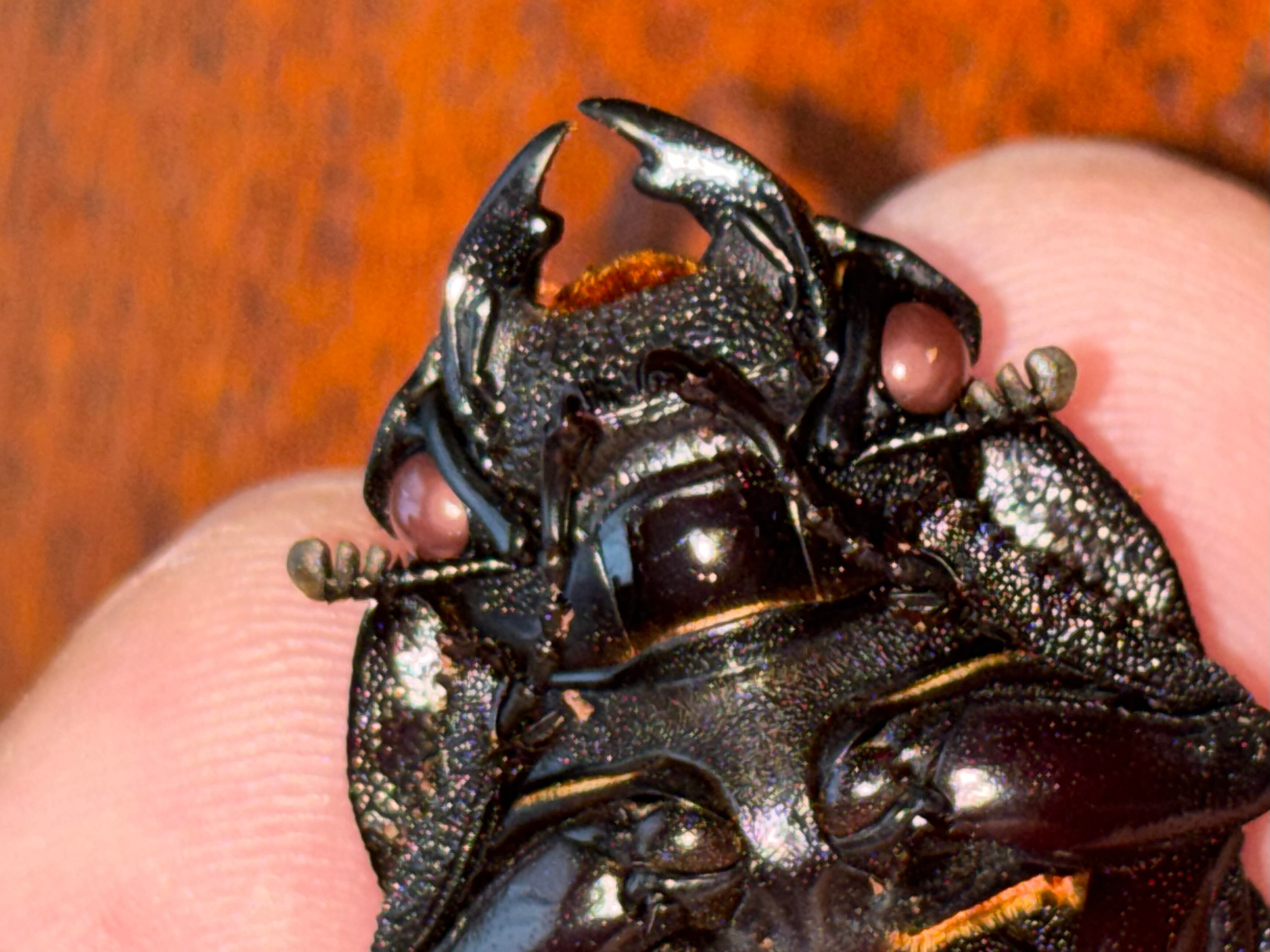 国産オオクワガタ 華王血統【KING OF KINGS 】♂♀ペア レッドアイ 赤眼 | クワガタ工房 dorcus_non