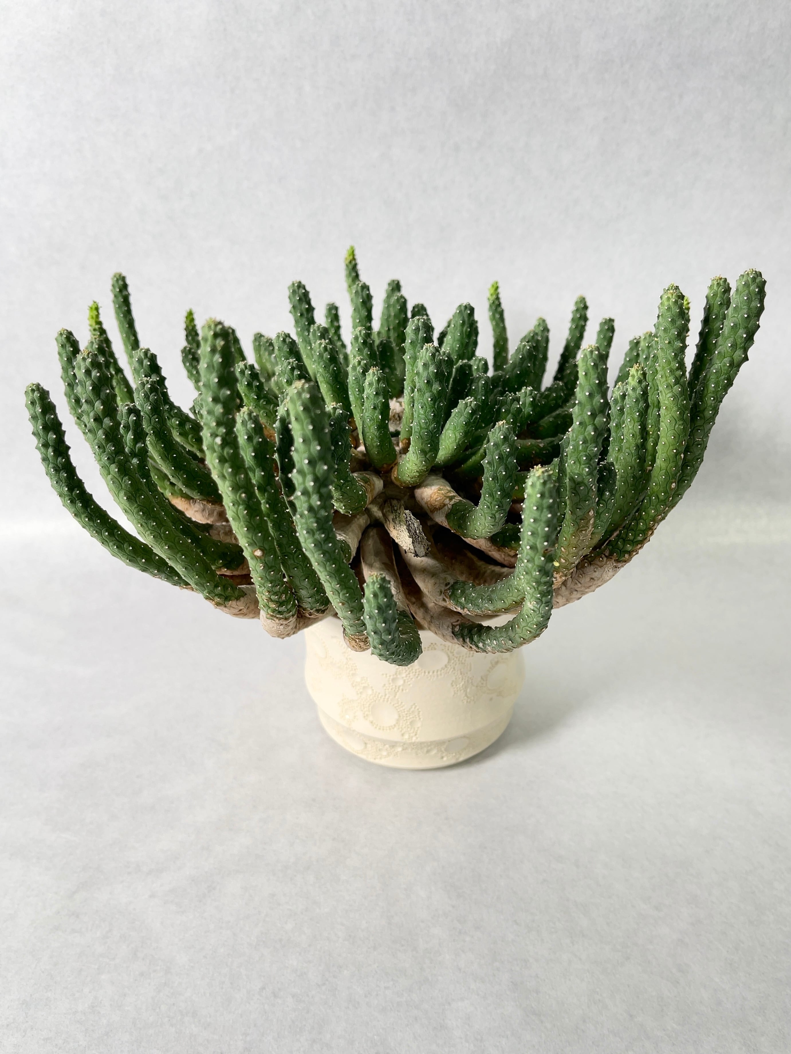 ユーフォルビア・エスクレンタ | trigger