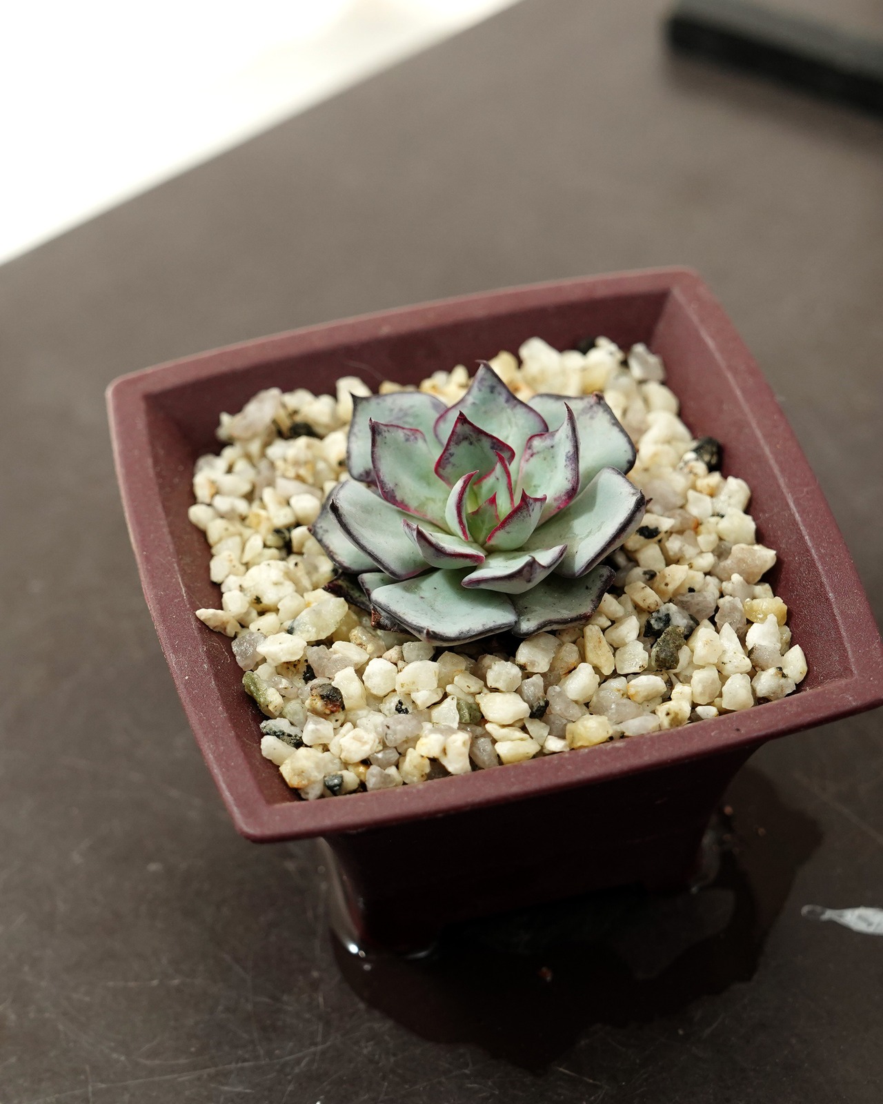 mame bon pot シホウ 8.4cm 【日本初上陸?!】