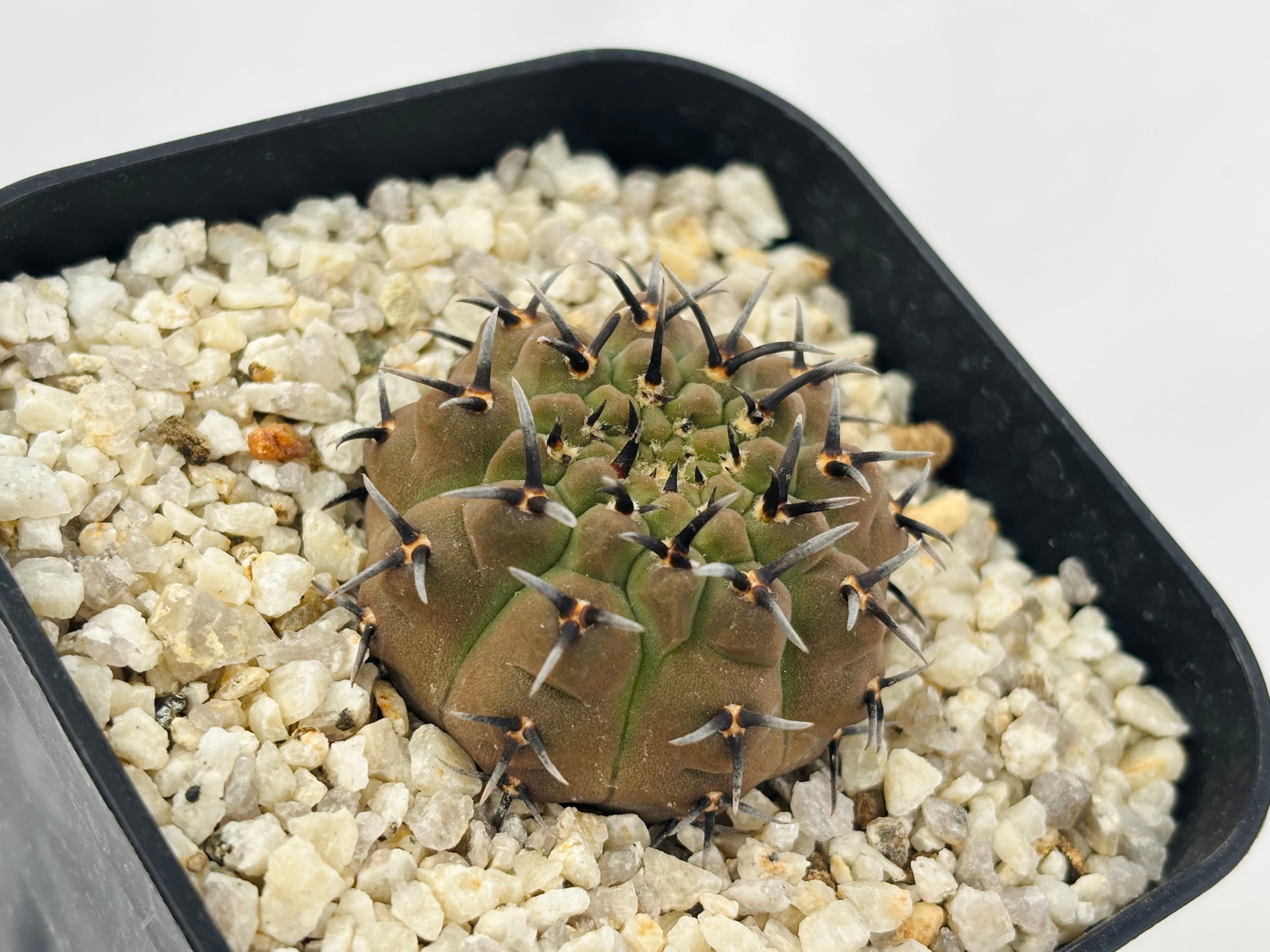 Gymnocalycium asterium ギムノカリキウム 黒刺鳳頭 サボテン | plants