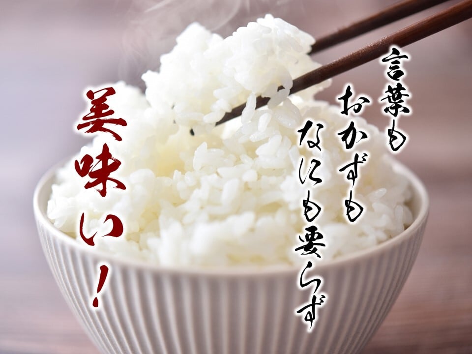 熊本県産お米　5kgX2袋 10kg ミルキークイーン 米 お米 10kg 熊本県産 令和7年産 5kg×2袋 みるきー