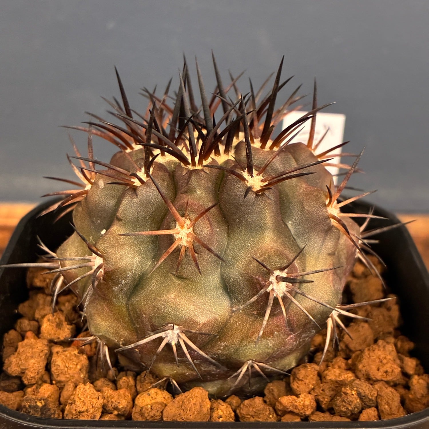 Copiapoa】サボテン コピアポア デュラ 銅羅丸実生【317】 | PROTOLEAF