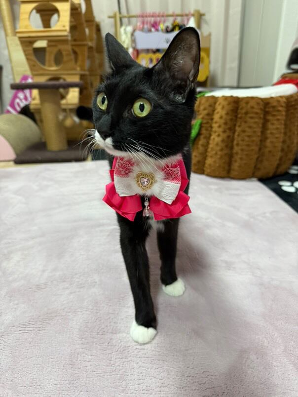ハートチョーカー】レギュラーサイズ 犬猫チョーカー リボン 犬用 猫用