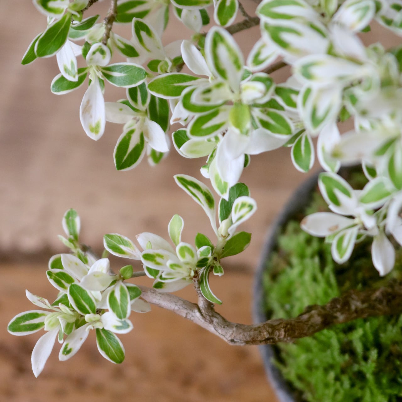 ミニ鉢｜セメント仕様_盆栽や観葉植物に最適｜ロビー・ハンソンの