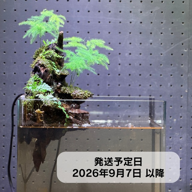 アクアテラリウム 水槽流木。水生植 物　水槽用流木　アクアリウム 盆栽流木 アクアテラリウム 水槽流木。水生植 物 水槽用流木 アクアリウム 盆栽