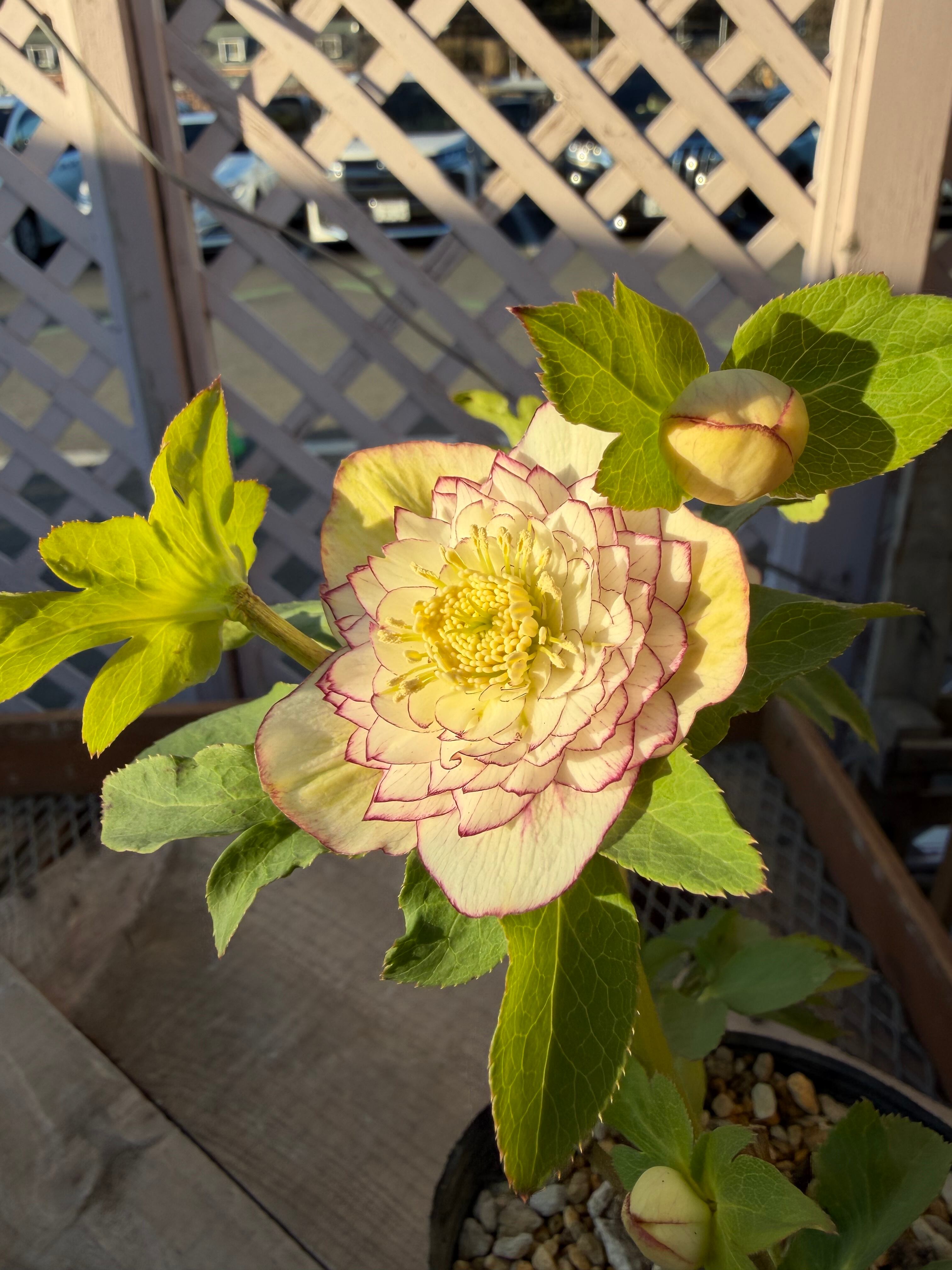 段咲き多弁グラデーション 加藤農園 クリスマスローズ【Ka97】送料無料