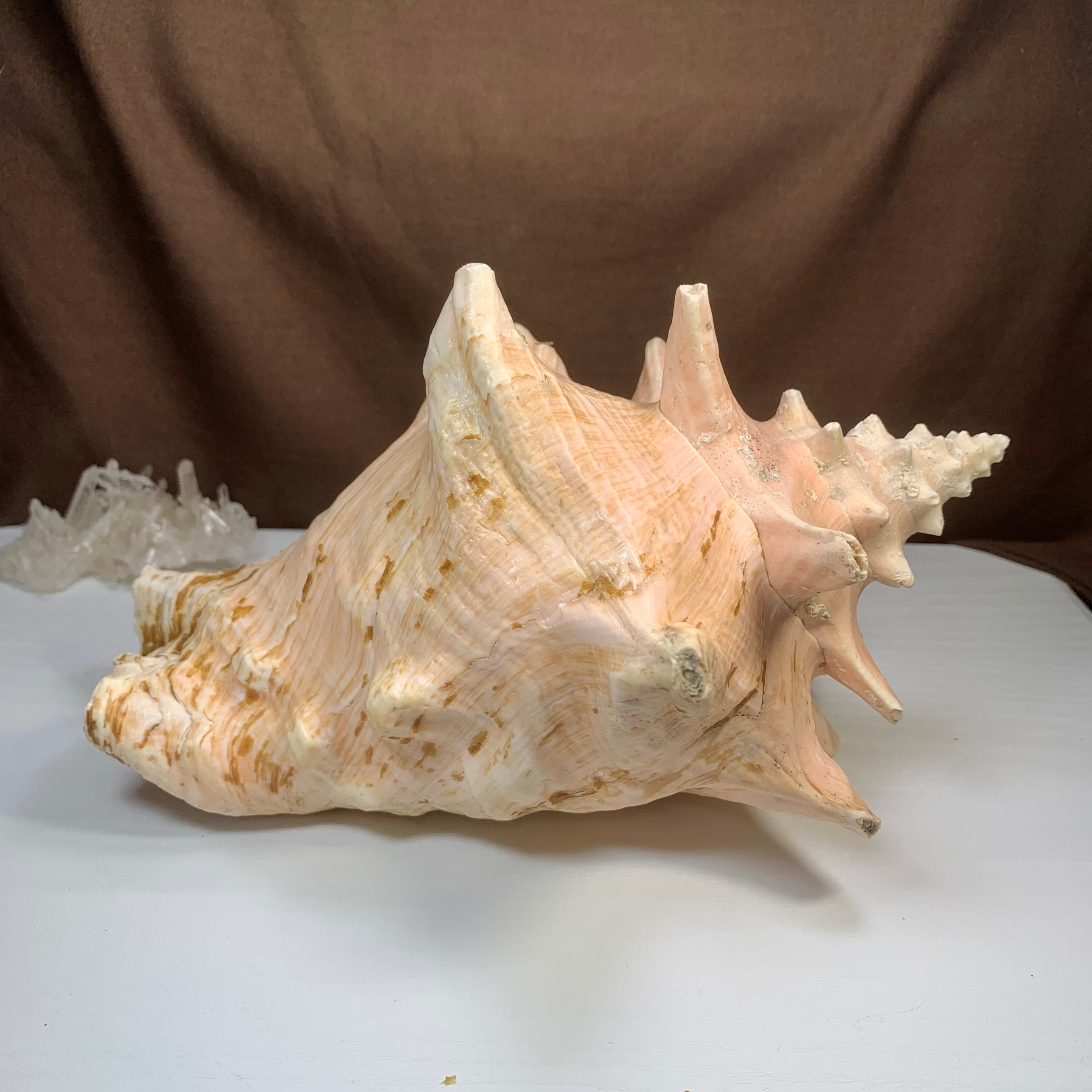 2.クイーンコンクシェル貝母・貝殻 | Naturaltreasure